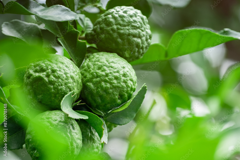 Bergamot, Fresh green bergamot fruit hanging from branch. bergamot tree garden and healthy food concept, group of bergamot,Bergamot medicinal plants with many Bergamot, Fresh green bergamot fruit hanging from branch. bergamot tree garden and healthy food concept, group of bergamot,Bergamot medicinal plants with many