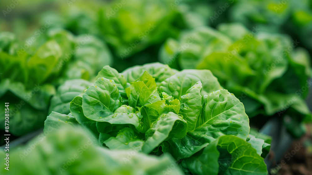 On a hydroponic farm, butter lettuce is grown, whose healthy and green leaves grow in a specially designed environment, ensuring optimal growth conditions and crop quality. On a hydroponic farm, butter lettuce is grown, whose healthy and green leaves grow in a specially designed environment, ensuring optimal growth conditions and crop quality.