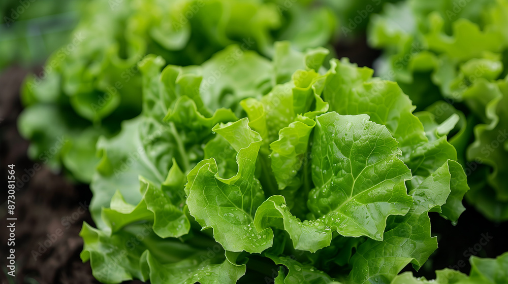 On a hydroponic farm, butter lettuce is grown, whose healthy and green leaves grow in a specially designed environment, ensuring optimal growth conditions and crop quality. On a hydroponic farm, butter lettuce is grown, whose healthy and green leaves grow in a specially designed environment, ensuring optimal growth conditions and crop quality.