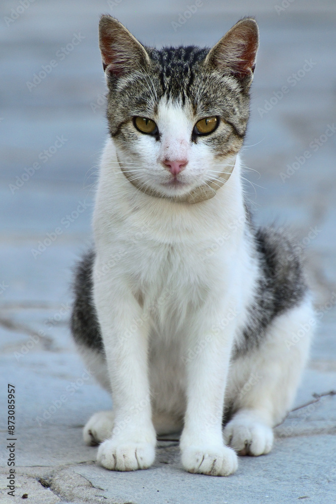 the white cat with tiger spots sitting on the sidewalk looking at camera the white cat with tiger spots sitting on the sidewalk looking at camera
