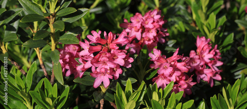 Alpine roses, pink wildflowers growing in the Swiss Alps. photo