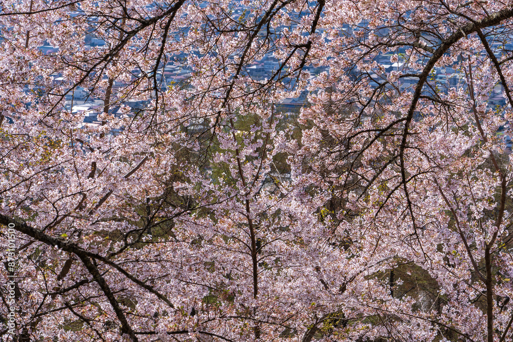 Stunning sakura (cherry blossoms) in full bloom at Arakura Sengen Shrine, Fujiyoshida, Yamanashi Prefecture, Japan. This image captures the essence of Japan's spring season, showcasing a dense canopy. Stunning sakura (cherry blossoms) in full bloom at Arakura Sengen Shrine, Fujiyoshida, Yamanashi Prefecture, Japan. This image captures the essence of Japan's spring season, showcasing a dense canopy.