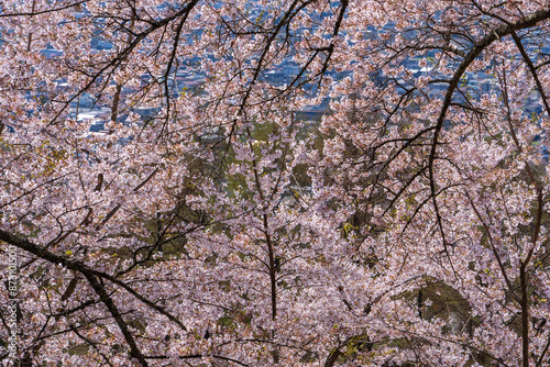 Stunning sakura (cherry blossoms) in full bloom at Arakura Sengen Shrine, Fujiyoshida, Yamanashi Prefecture, Japan. This image captures the essence of Japan's spring season, showcasing a dense canopy. photo