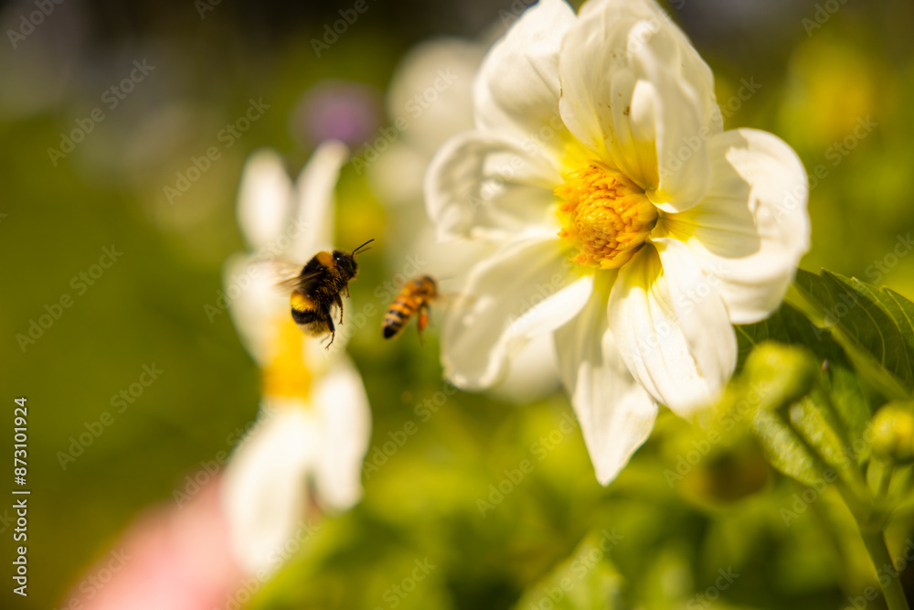 Close-up of honey bees hovering by white flowers Close-up of honey bees hovering by white flowers