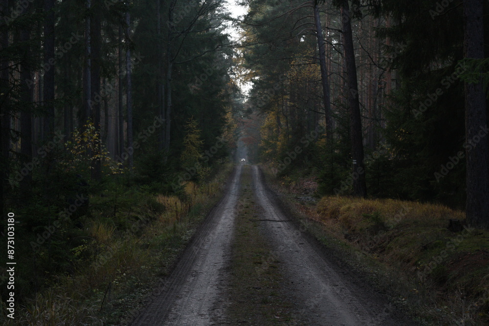 Abandoned road in forest Abandoned road in forest