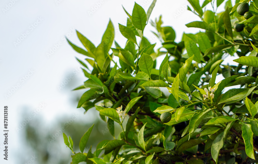 Tangerine orange tree blossoming, agriculture concept. Orange tree blossom close-up, unripe oranges on the tree, beautiful blurred background Tangerine orange tree blossoming, agriculture concept. Orange tree blossom close-up, unripe oranges on the tree, beautiful blurred background