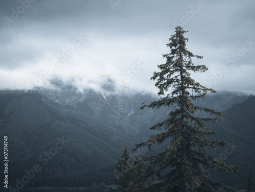 Górski zachmurzony krajobraz z drzewem - Tatry photo