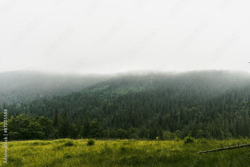 green landscape foggy forest in the mountain, summer day silhouettes, cloud, misty, wallpaper, poster, cover, nature of the Carpathian, green, natural beauty, vacation, outdoor activities, cold, rain green landscape foggy forest in the mountain, summer day silhouettes, cloud, misty, wallpaper, poster, cover, nature of the Carpathian, green, natural beauty, vacation, outdoor activities, cold, rain