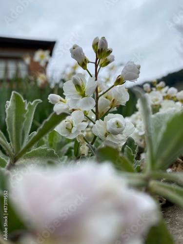 flowers in the garden