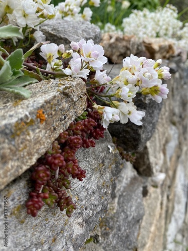 Flowers on an old stone wall