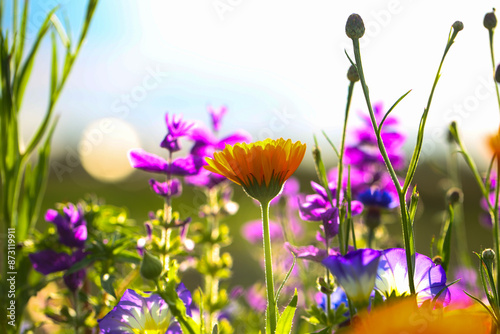 colorful flower meadow in summer; Mössinger summer meadow