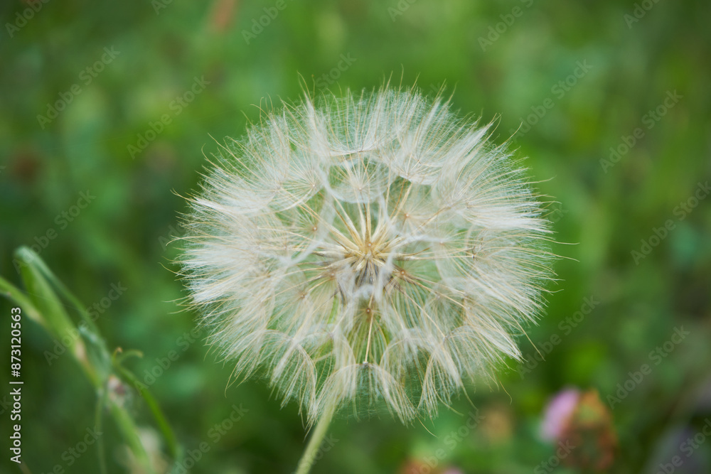 Fototapeta premium dmuchawiec 