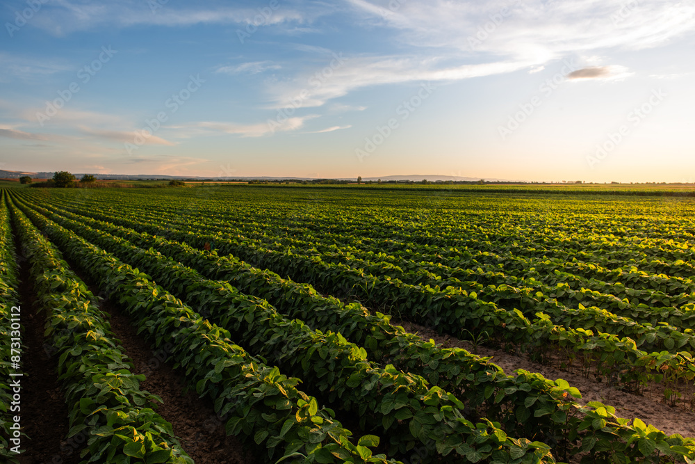 Open soybean field at sunset. Open soybean field at sunset.