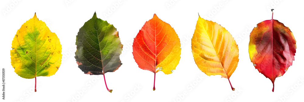 Obraz premium Autumn Leaves in a Row