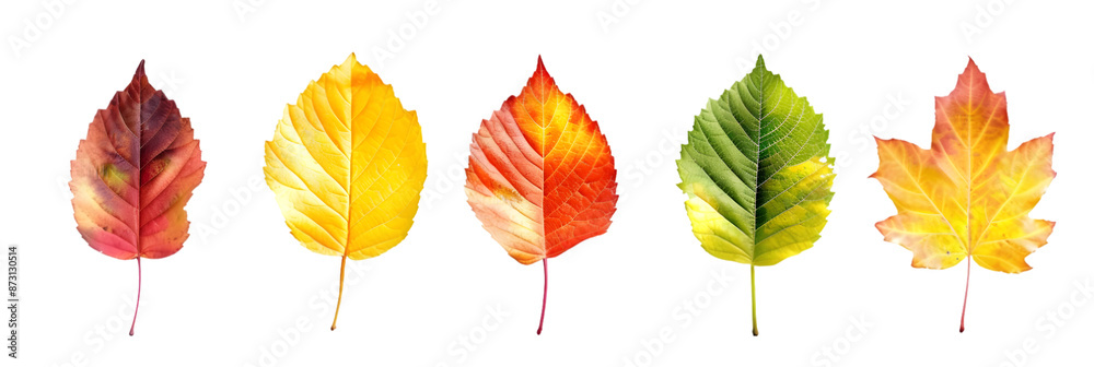 Five Autumn Leaves in a Row, Isolated on Black Background Five Autumn Leaves in a Row, Isolated on Black Background