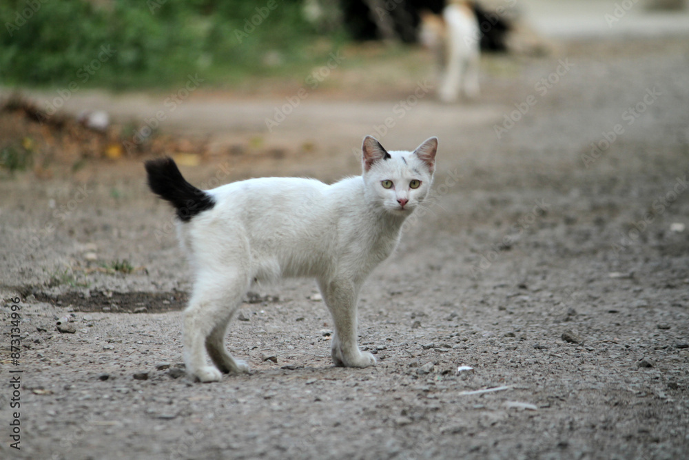 Black and white kittens are playing Black and white kittens are playing