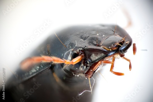 Photos Extremely detailed photo of bug's head