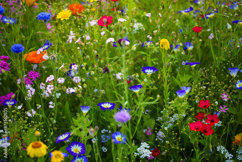 Wildflowers in a colorful mix,  mössinger summermeadow, blue sky