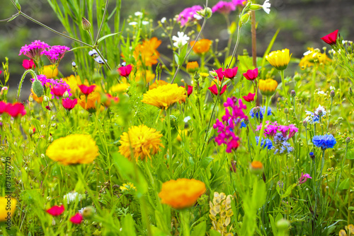 Wildflowers in a colorful mix,  mössinger summermeadow