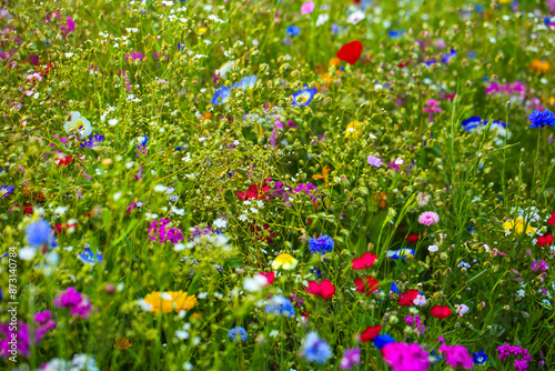 Wildflowers in a colorful mix,  mössinger summermeadow, blue sky