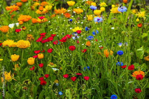Wildflowers in a colorful mix,  mössinger summermeadow