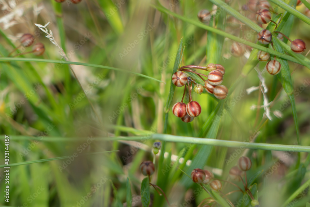 Obraz premium ニワゼキショウの小さな種子