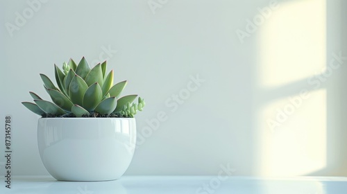 Succulent plant on white desk for business mockup concept © TheWaterMeloonProjec