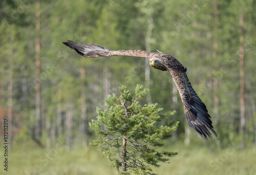 White-tailed Eagle (Haliaeetus albicilla) flies over a small pine tree in a forest photo