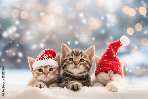 Three cats wearing Santa hats are posing for a picture in the snow