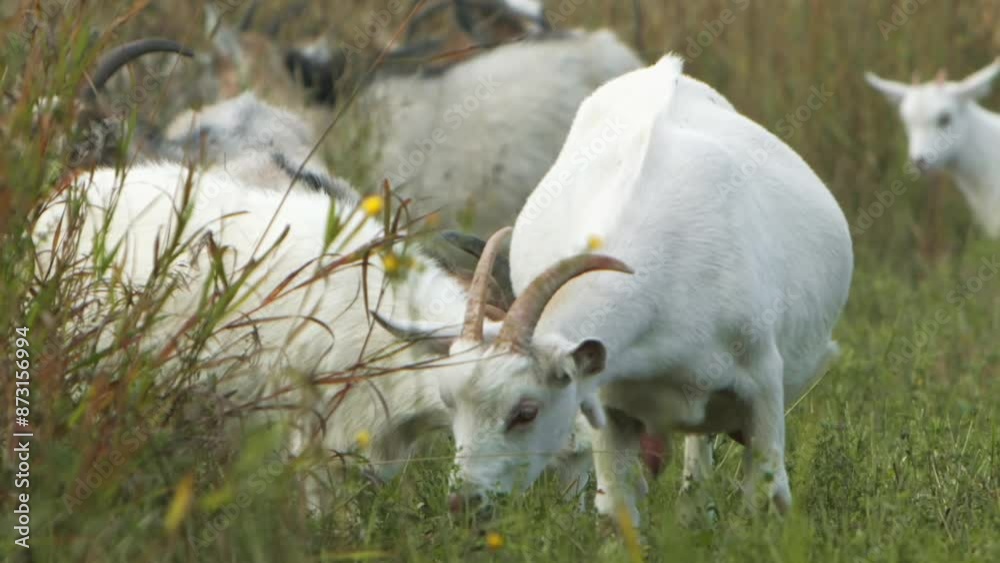 A herd of goats peacefully grazing in a serene meadow, slow motion A herd of goats peacefully grazing in a serene meadow, slow motion