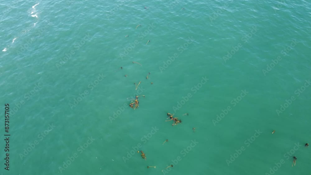 Kelp growing in the sea West Coast of South Africa top-down view of turquoise water and kelp Kelp growing in the sea West Coast of South Africa top-down view of turquoise water and kelp
