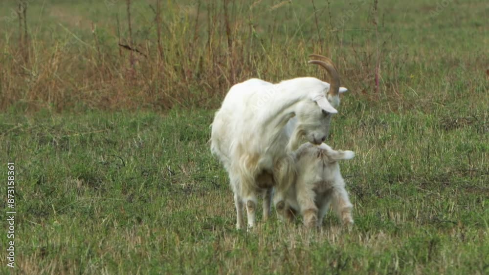 A peaceful scene of young goats munching on grass in a beautiful meadow, slow mo A peaceful scene of young goats munching on grass in a beautiful meadow, slow mo