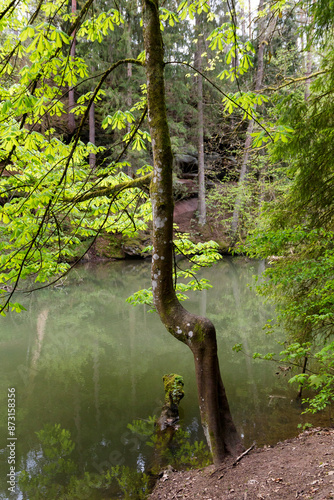 verzauberter Wanderweg entlang der Schwarzach in der Schwarzachklamm bei Nürnberg, Deutschland photo