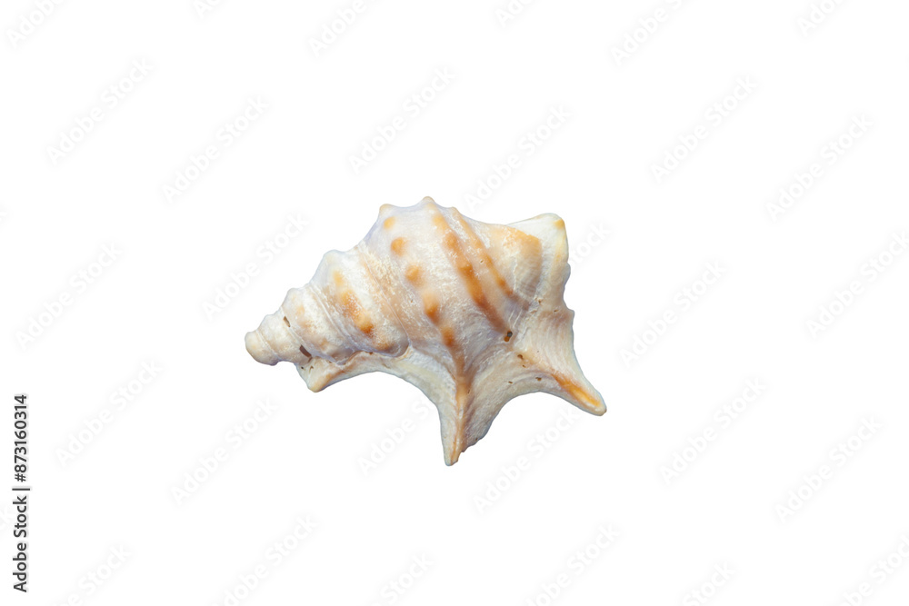Seashell displaying its spiral pattern on a white background Seashell displaying its spiral pattern on a white background