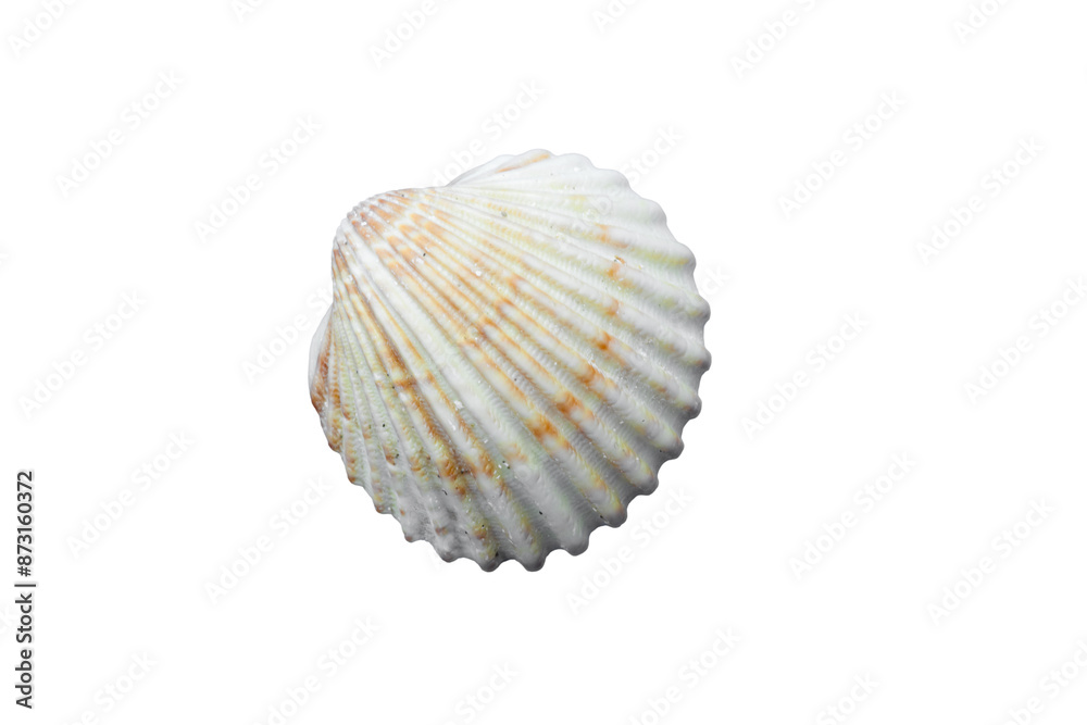 White shell lies on a white background showing its intricate ridges White shell lies on a white background showing its intricate ridges