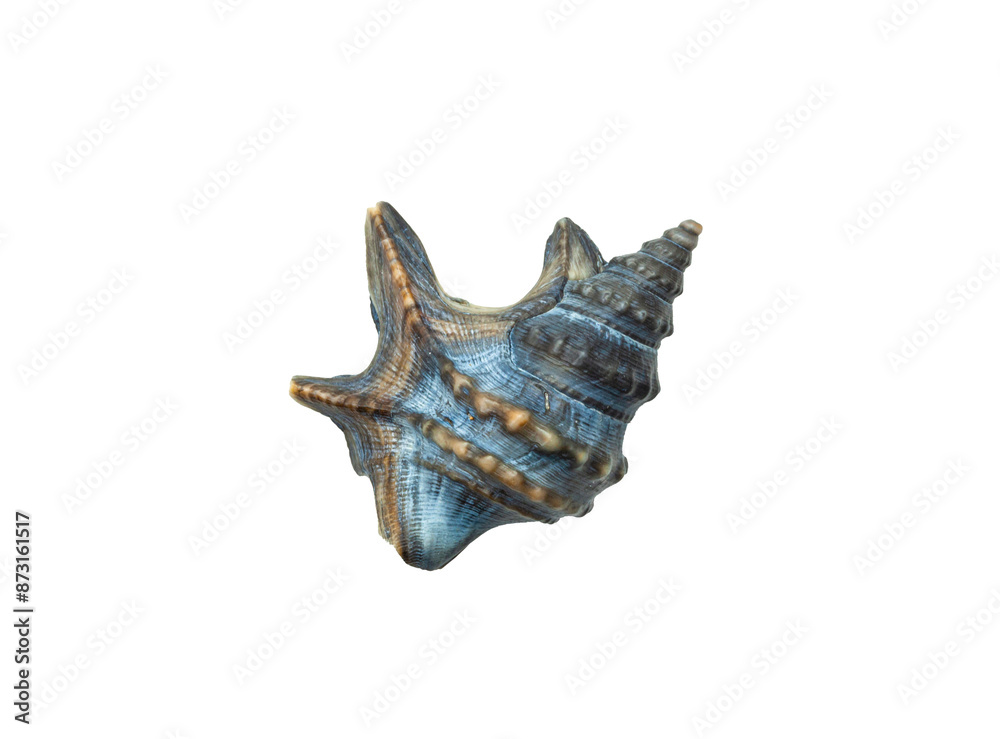 Blue seashell rests on a backdrop of white Blue seashell rests on a backdrop of white
