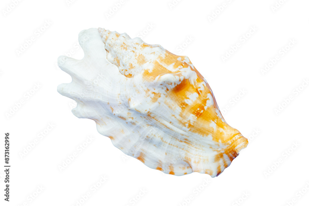 Large conch seashell with a white and orange pattern isolated on a white background Large conch seashell with a white and orange pattern isolated on a white background
