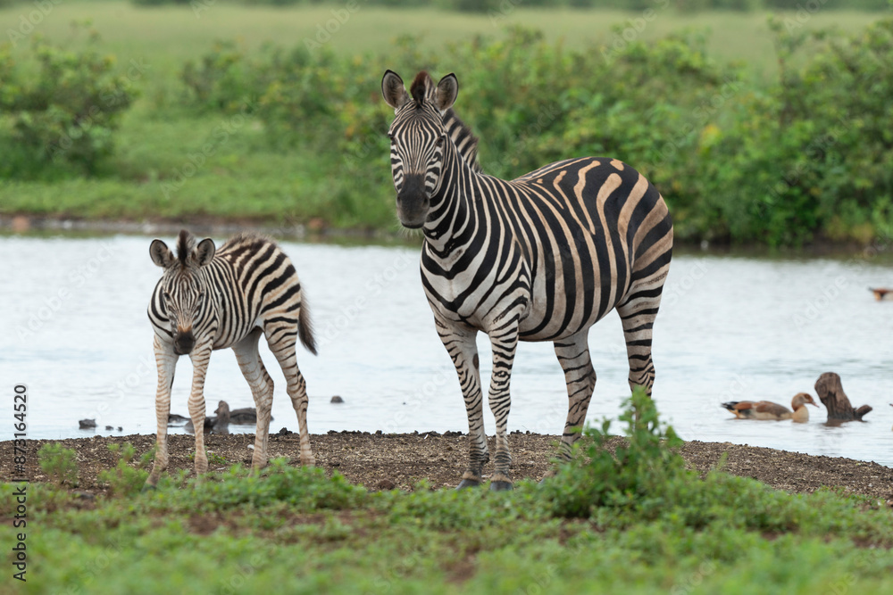 Zèbre de Burchell,.Equus quagga burchelli, Parc national Kruger, Afrique du Sud Zèbre de Burchell,.Equus quagga burchelli, Parc national Kruger, Afrique du Sud