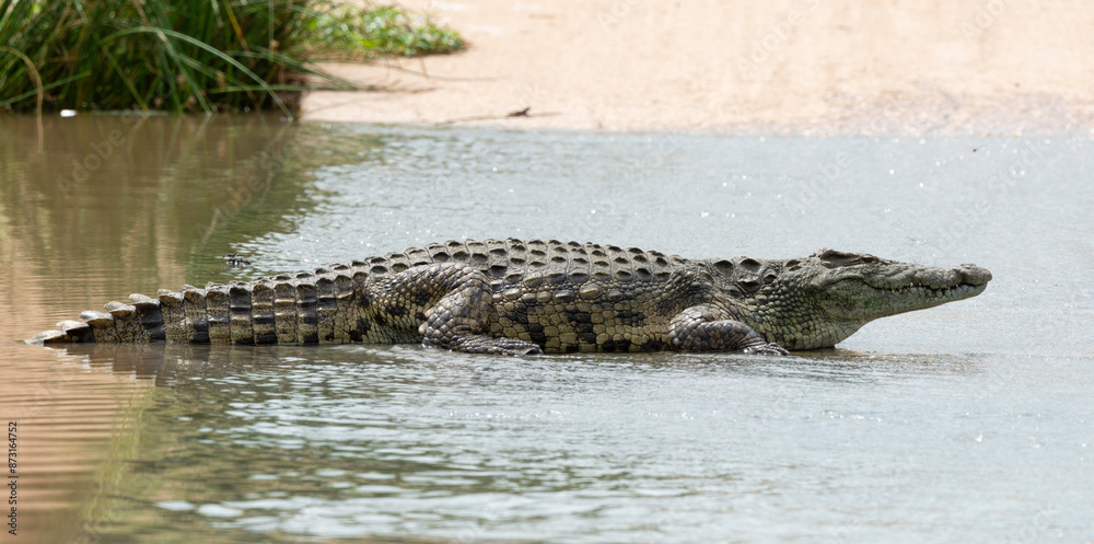Crocodile du Nil, Crocodylus niloticus, Parc national Kruger, Afrique du Sud Crocodile du Nil, Crocodylus niloticus, Parc national Kruger, Afrique du Sud