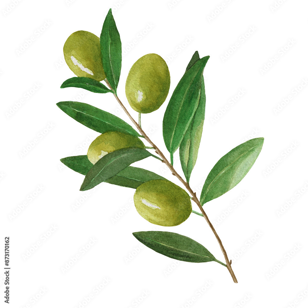 Watercolor olive tree branch with leaves and berries. Hand painted floral illustration isolated on white background for design, fabric or background Watercolor olive tree branch with leaves and berries. Hand painted floral illustration isolated on white background for design, fabric or background