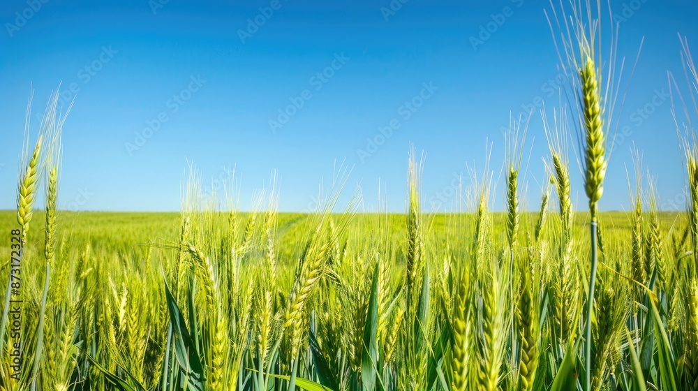 Obraz premium Lush green wheat field under clear blue sky in Argentine Pampas