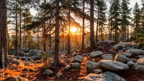  an orange sun set behind the tree near a forest full of tall pines and branches in a grover setting with stones, rocks, soil, ferns and boulders and trees, photo