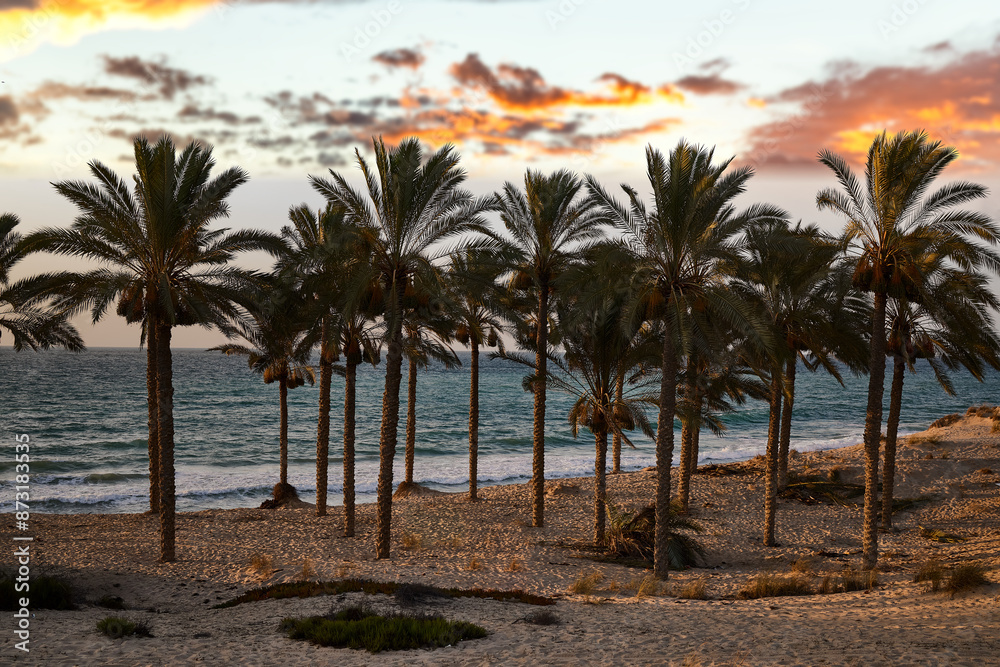 Obraz premium palm on beach