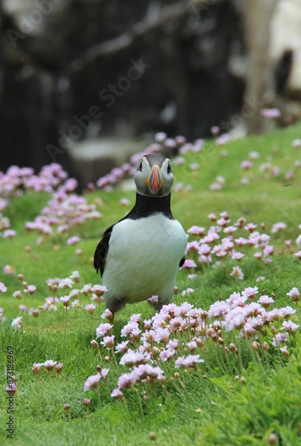 Puffin on the cliff, Ireland 