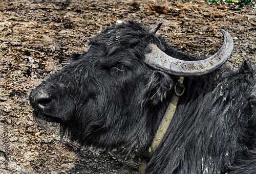 Domestic buffalo`s head. photo