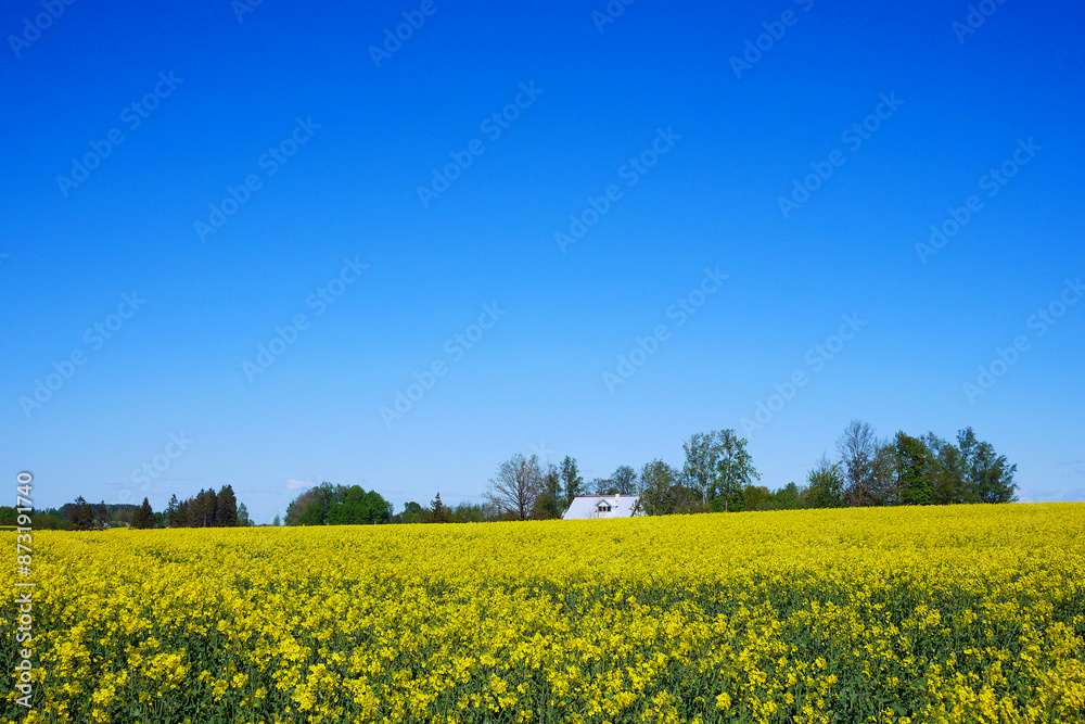 Yellow rapeseed Field Bloom in Latvia Yellow rapeseed Field Bloom in Latvia