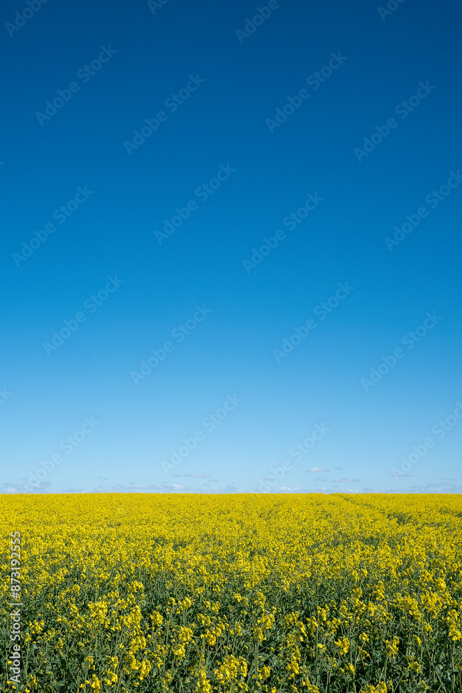 Fototapeta premium Rapeseed Field Bloom in Baltic States