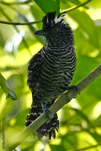 A male Barred Antshrike (Thamnophilus doliatus), taken at Panacam Lodge in Honduras. photo