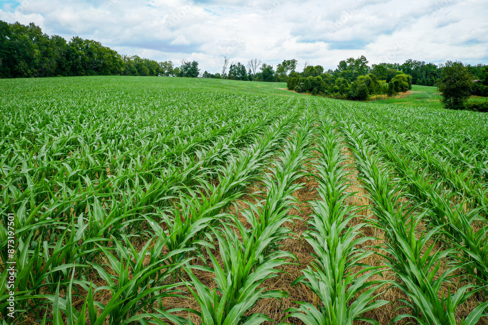 Aerial View of Rows of young corn shoots in July on a cornfield midwest Kentucky Aerial View of Rows of young corn shoots in July on a cornfield midwest Kentucky