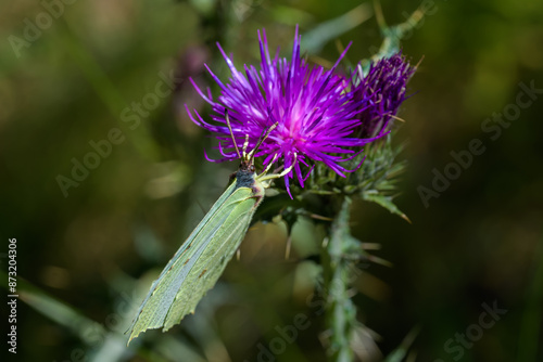 Macrofotografía de insectos en la Sierra de Guadarrama photo